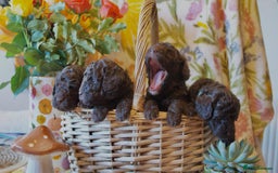 Miniature Poodle dogs for sale: Health tested, Brown, Mini x Toy Poodle puppies - Advert 5