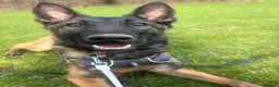 Belgian Shepherd Dog dogs for sale: 1 year old female Belgian malinos  - Advert 26