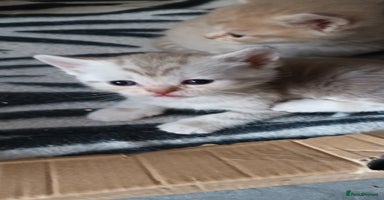 British Shorthair cats British shorthair - Advert 14