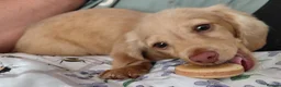 Miniature Dachshund dogs for sale: ✨️Longhaired Cream Male toy miniature Dachshund✨️ - Advert 6