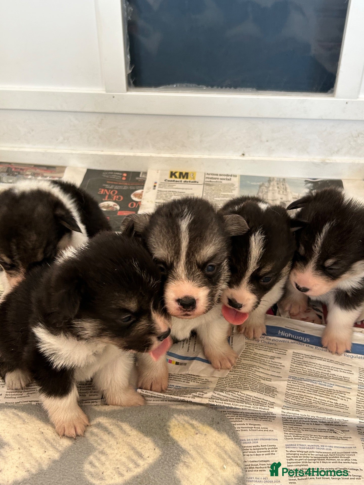 Welsh Corgi Pembroke dogs 6 beautiful corgi puppies - Advert 12
