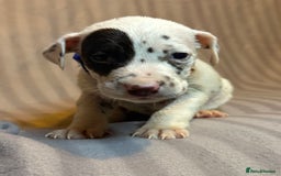 Dalmatian dogs for sale: Ready to Home Dalmatian Puppies  - Image 33