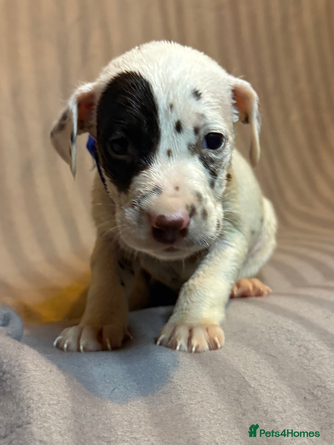 Dalmatian dogs for sale: Ready to Home Dalmatian Puppies  - Image 33