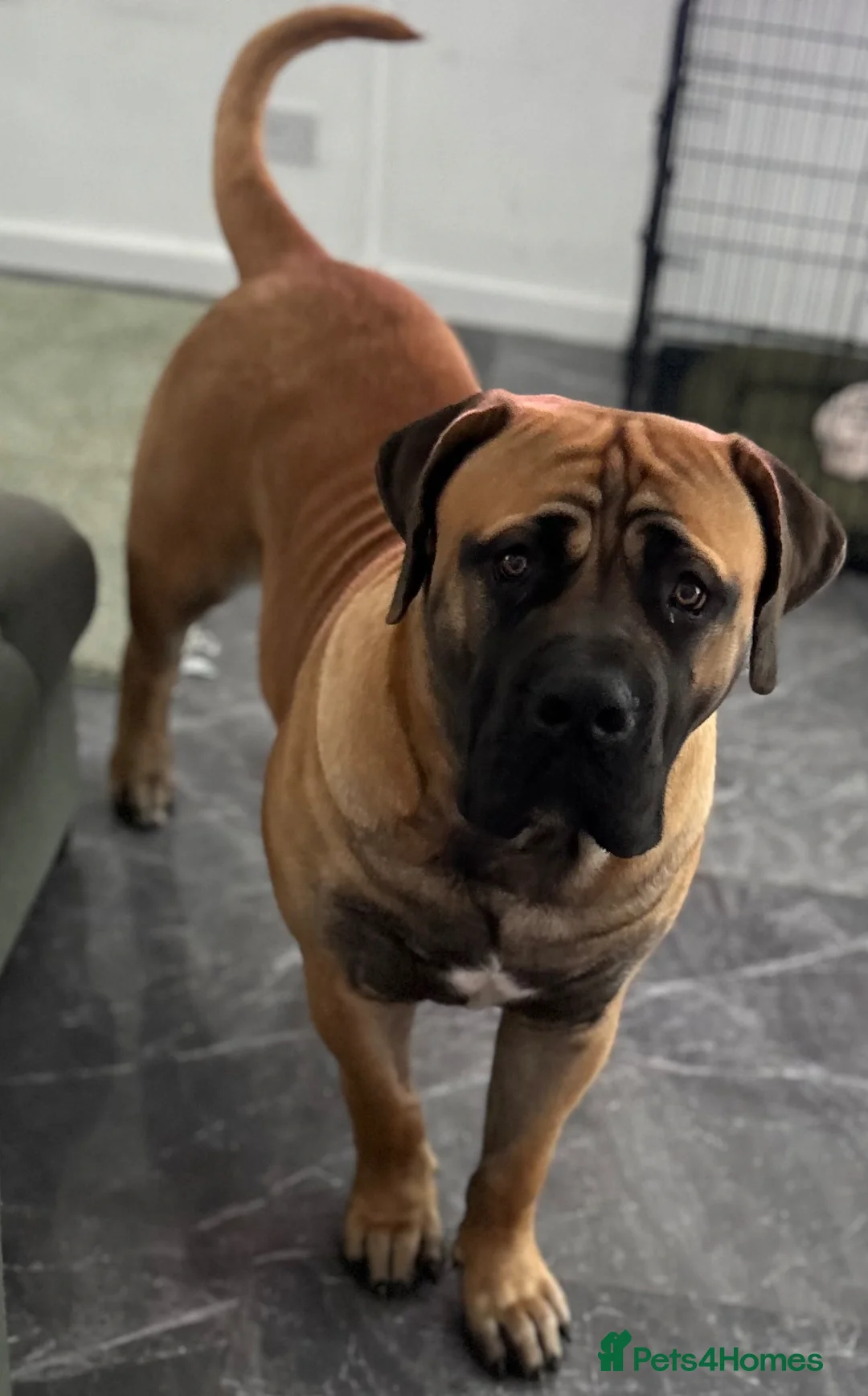 Boerboel dogs for sale: Gizmo in Glasgow - Advert 2