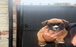 Boxer dogs for sale: Ready This Weekend Kc Boxer Puppies - Image 29