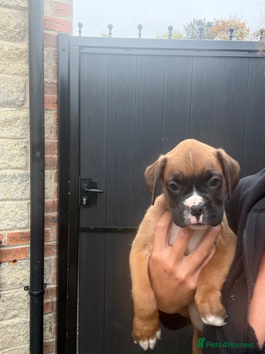 Boxer dogs for sale: Ready This Weekend Kc Boxer Puppies - Image 29
