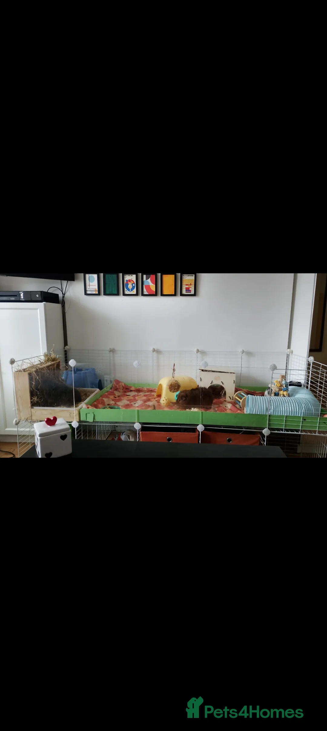 Guinea Pig rodents for sale: Boars trio looking for a new family  in Leeds - Advert 2