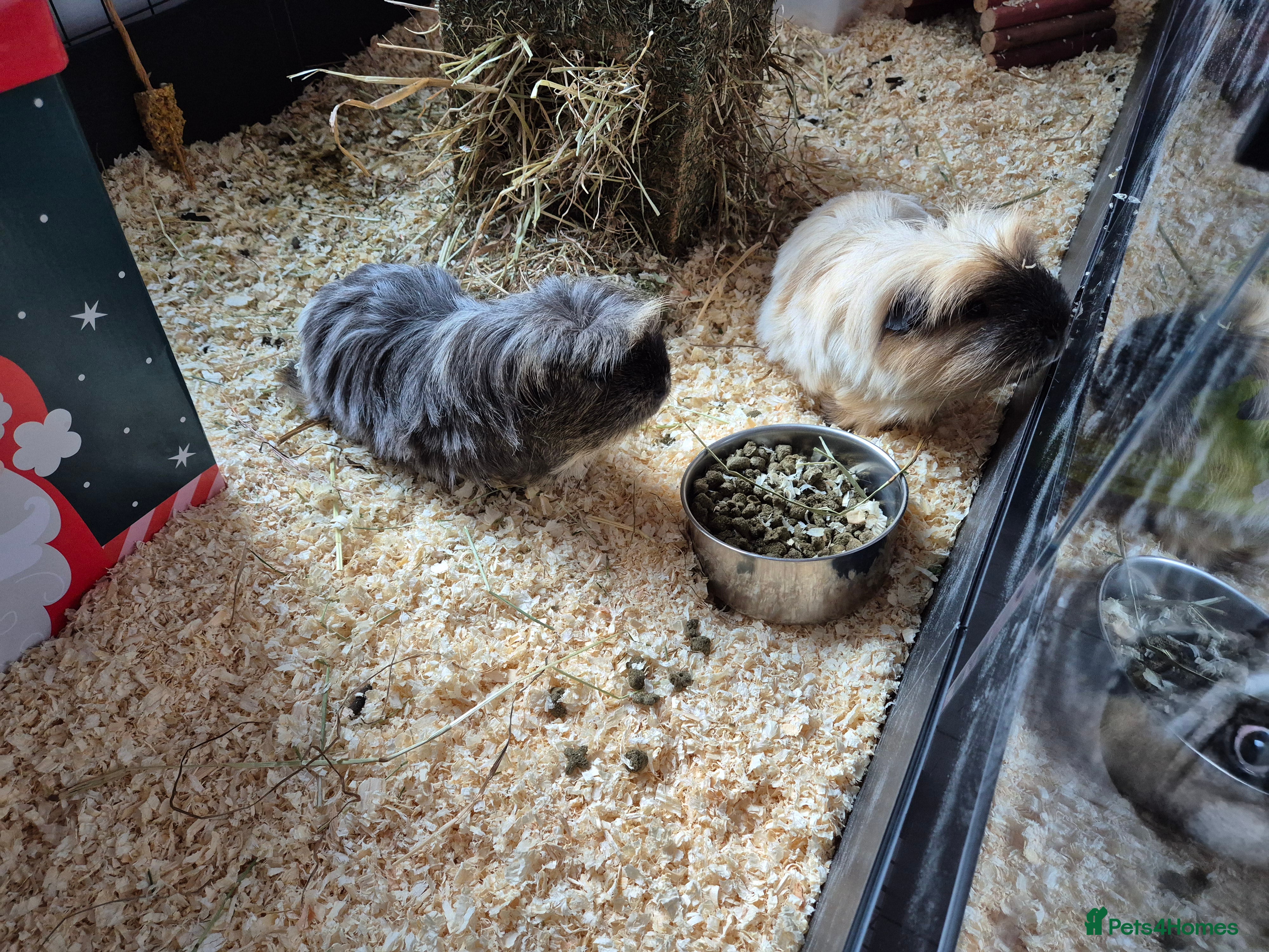 Guinea Pig rodents 2 gorgeous male guinea pigs - Advert 5