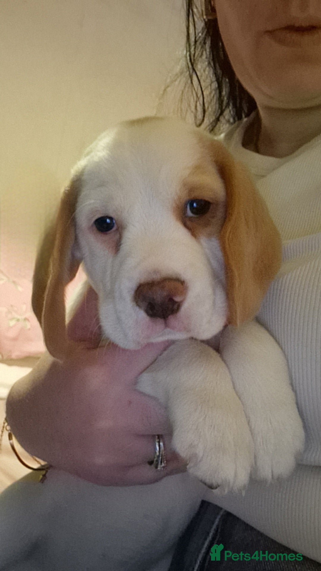 Beagle dogs Last boy looking for forever home - Advert 2