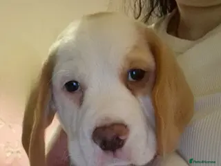 Beagle dogs Last boy looking for forever home - Advert 2