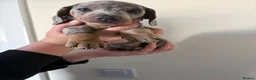 Miniature Dachshund dogs for sale: mini dachshund dapple pups  - Advert 11