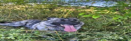Mixed Breed dogs for adoption: DAFFI/v sweet girl/ adores dogs/big personality in Nottingham - Advert 9