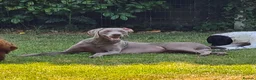 Weimaraner dogs for sale: Weimaraner KC REGISTERED 1yr Girl.  - Advert 6