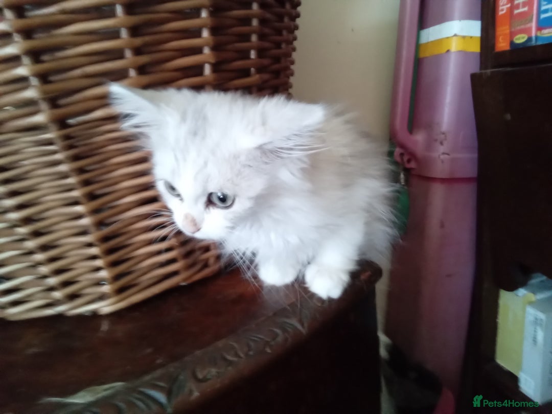 Persian cats for sale: Last Persian chinchilla doll face male - Image 3