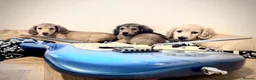 Miniature Dachshund dogs for sale: Kc reg cream miniature dachshund  - Advert 5