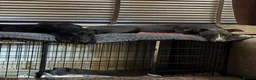 Whippet dogs for sale: Two male whippet puppies  - Advert 13