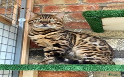 Bengal cats for sale: Top quality pure Bengal kittens available now - Image 20