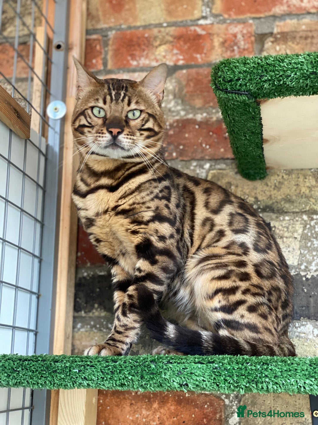 Bengal cats for sale: Top quality pure Bengal kittens available now - Image 20