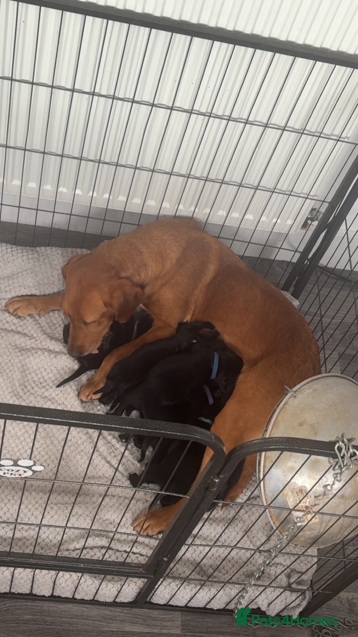 Springador dogs 🐾 Springador Puppies for Sale 🐾 - Advert 8