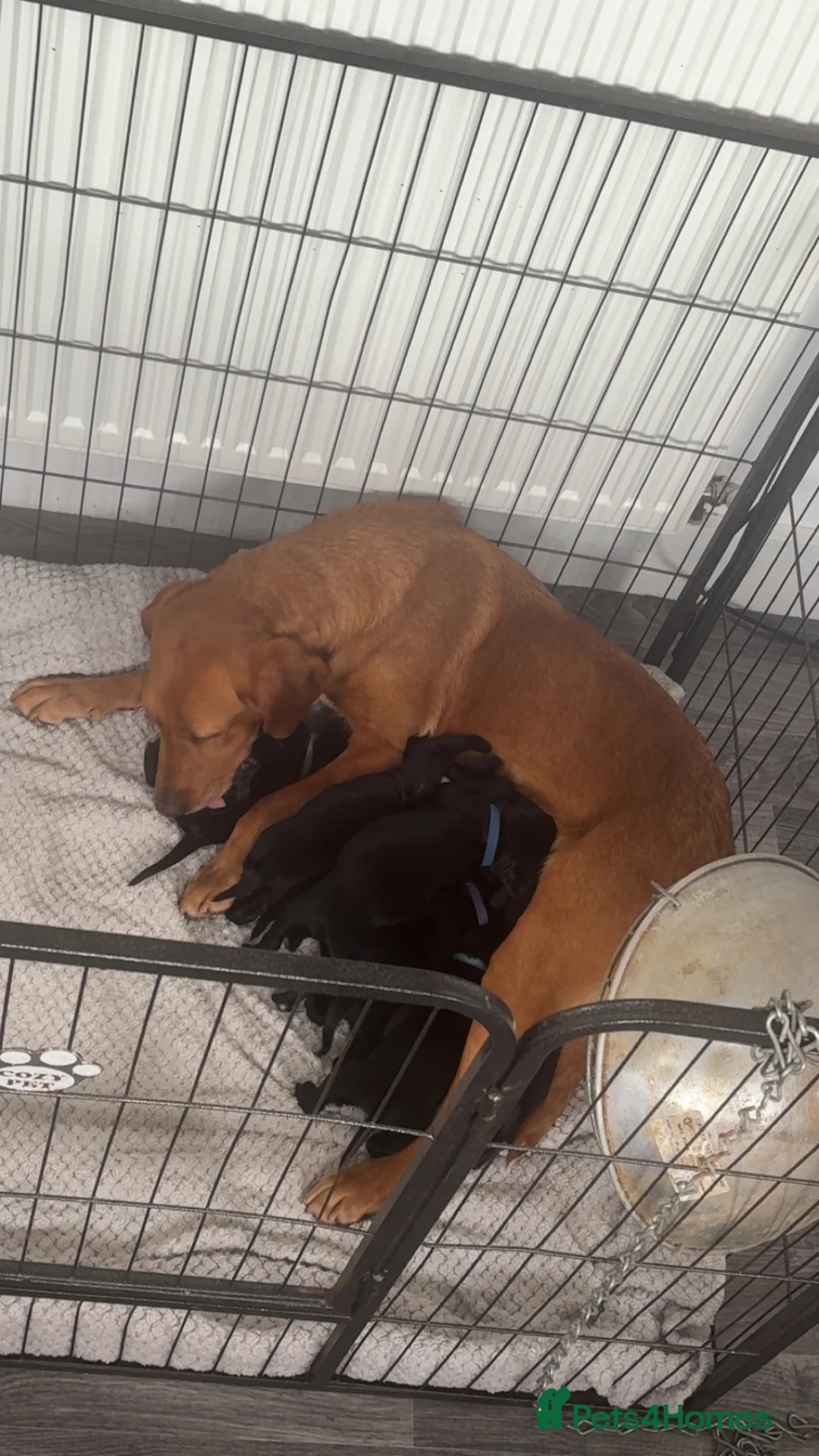 Springador dogs for sale: 🐾 Springador Puppies for Sale 🐾 - Advert 1