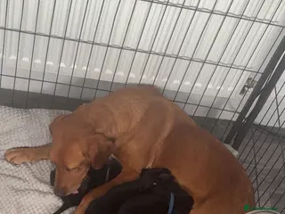 Springador dogs 🐾 Springador Puppies for Sale 🐾 - Advert 18