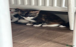 Mixed Breed cats for sale: Beautiful mixed colour kitten - Image 4