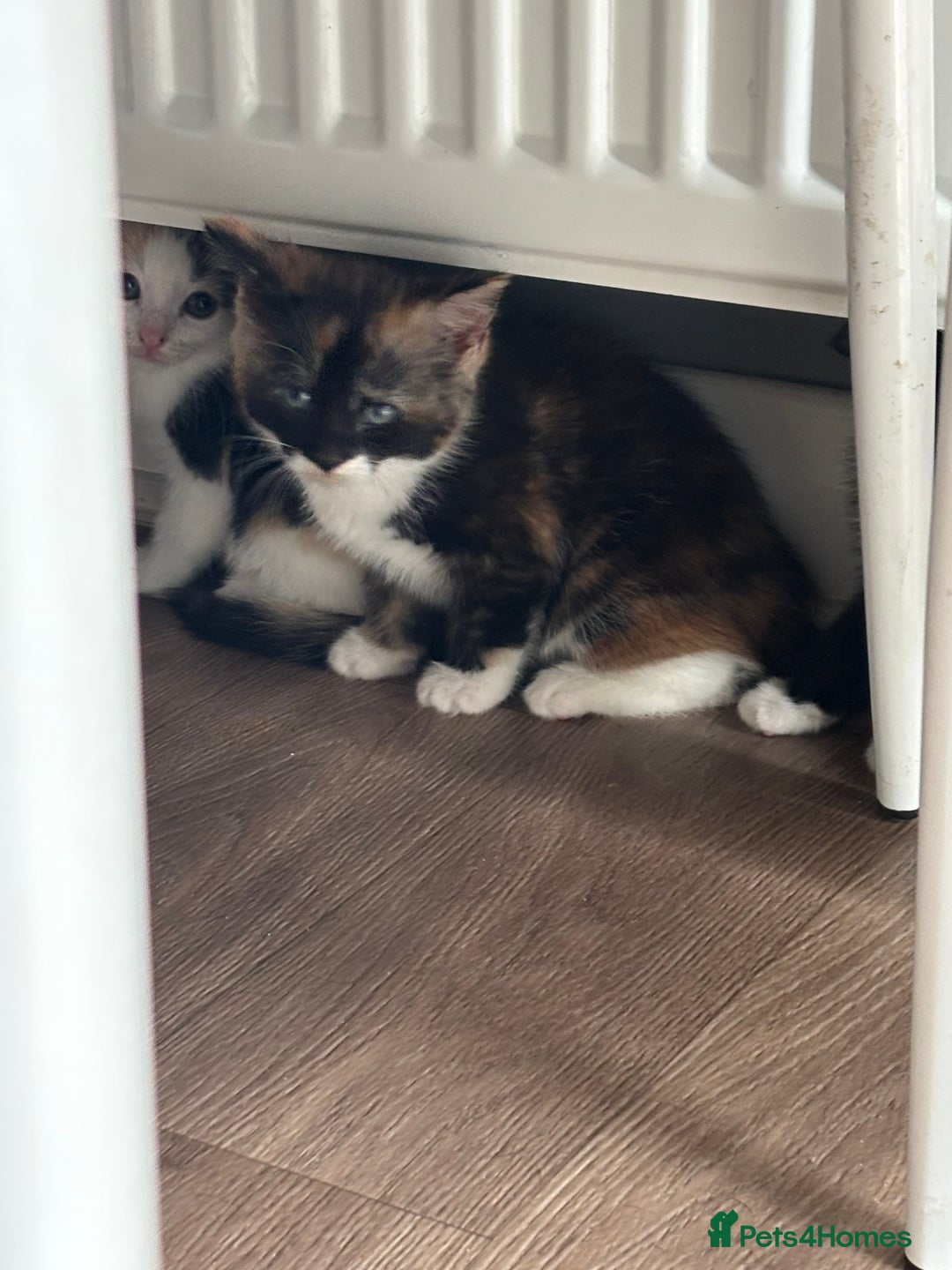 Mixed Breed cats for sale: Beautiful mixed colour kitten - Image 4