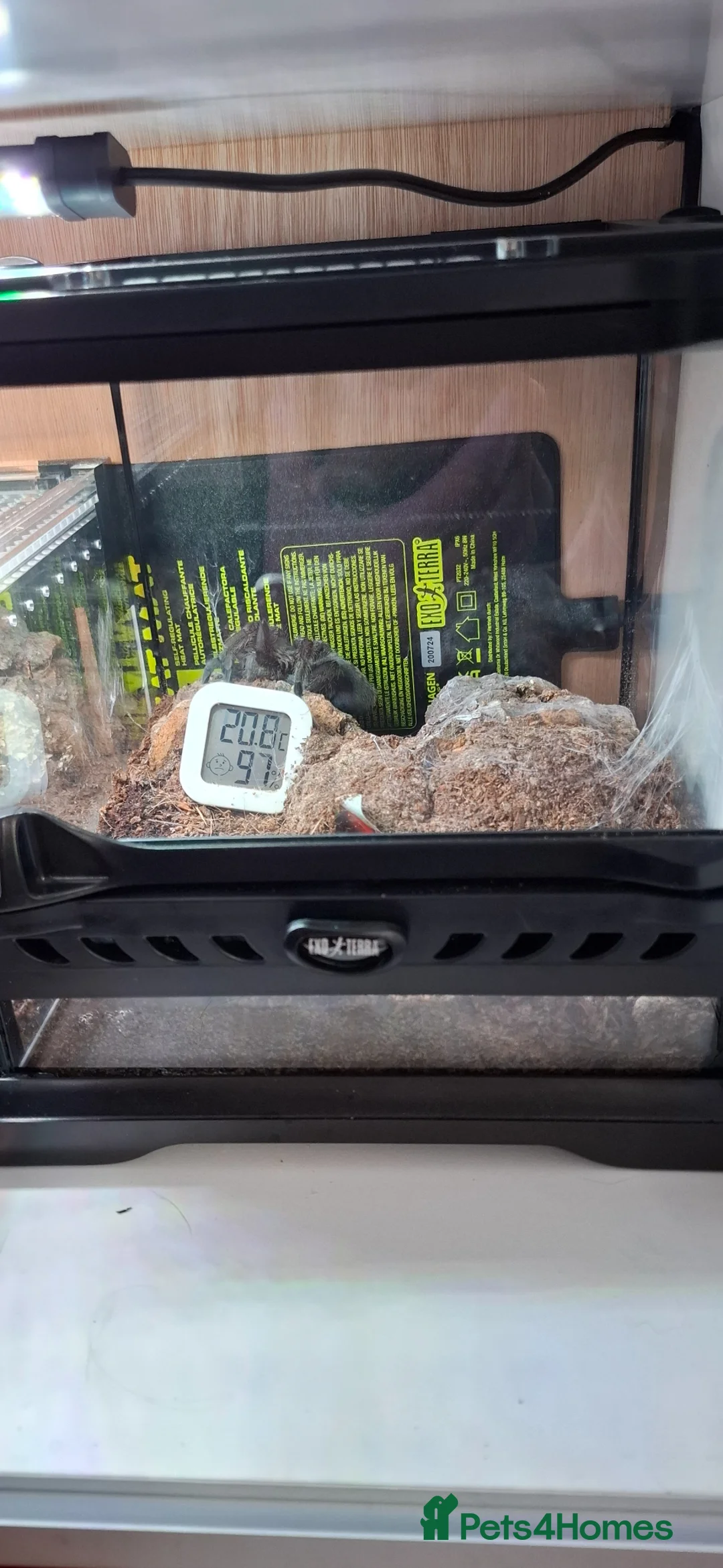 Tarantulas invertebrates for sale: Tarantula Grammostola pulchra Brazilian black - Advert 2