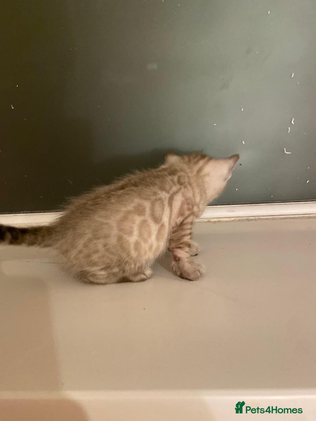 Bengal cats for sale: 🔥✨ Pedigree TICA-Registered Bengal Kittens - Image 15