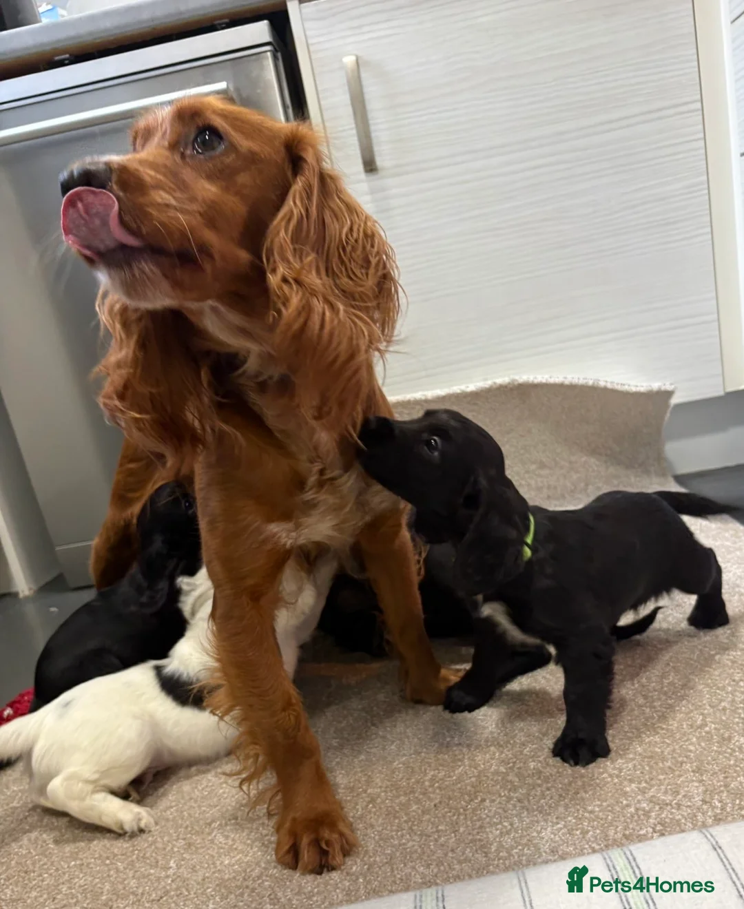 Cocker Spaniel dogs for sale: Beautiful Cocker Spaniel Puppies - Advert 2