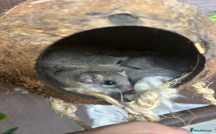 Mouse rodents - Advert 4