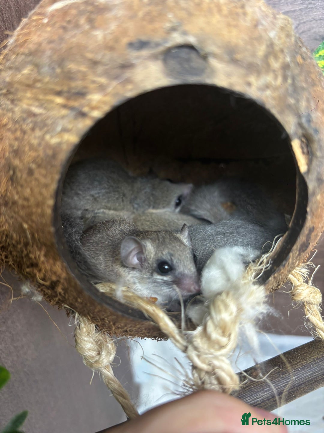 Mouse rodents for sale: Pygmy dormice for sale - Image 1