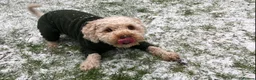 Cavapoo dogs for sale: 5 Year Old Male Cavapoo F1b Looking To Be Rehomed in Dunfermline - Advert 4