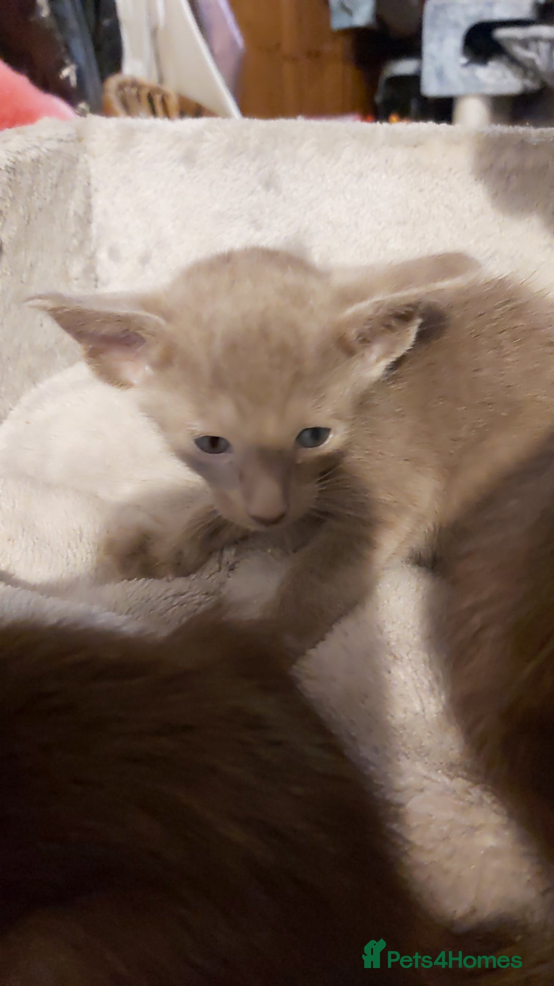 Oriental cats for sale: Full Pedigree Oriental 1 Kitten XL size ears GCCF - Image 13