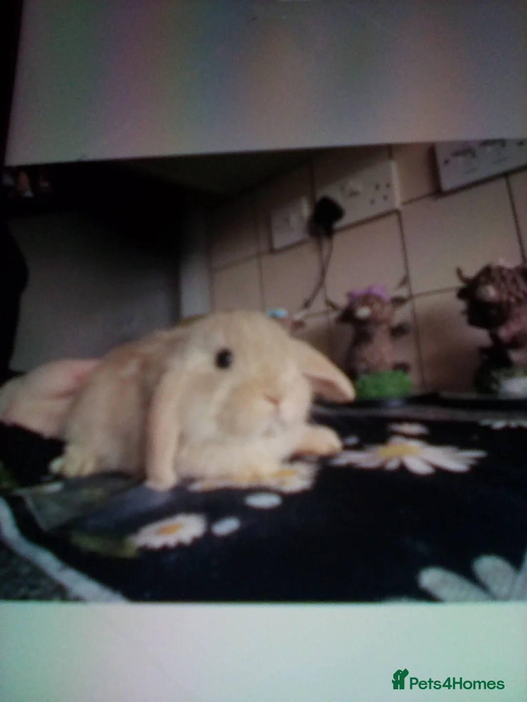 Mini Lop rabbits for sale: Ready to leave now  - Advert 2