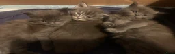 Maine Coon cats for sale: AMAZING TICA REGISTERED KITTENS - Advert 6
