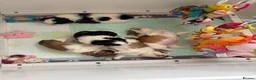Shih Tzu dogs for sale: Show line pedigree Shih Tzu  - Advert 7