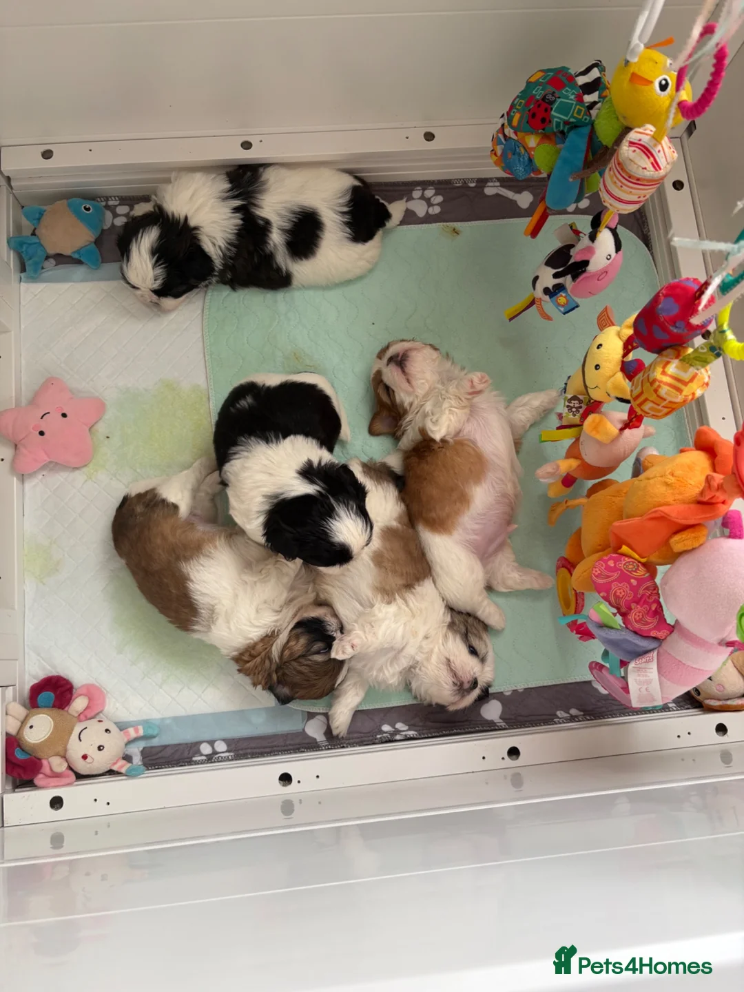 Shih Tzu dogs for sale: Show line pedigree Shih Tzu  - Advert 7