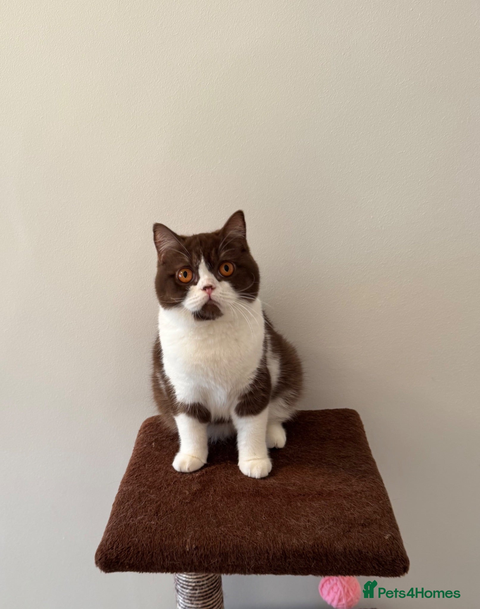British Shorthair cats Pure Bred British Short Hair Love   - Advert 2