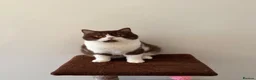 British Shorthair cats for sale: Pure Bred British Short Hair Love   - Advert 1