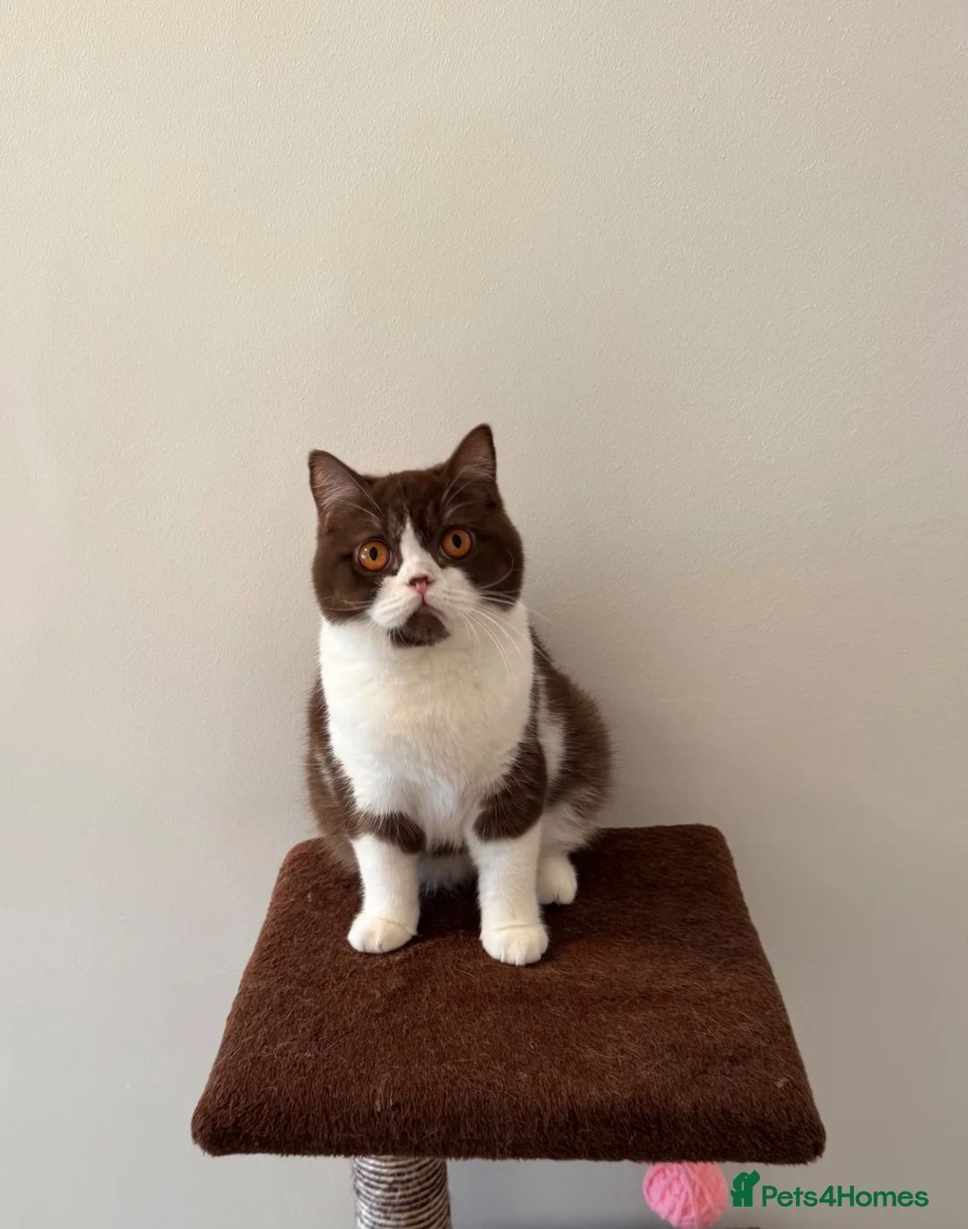 British Shorthair cats for sale: Pure Bred British Short Hair Love   - Advert 1