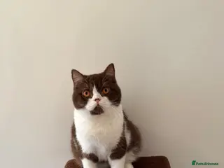 British Shorthair cats Pure Bred British Short Hair Love - Advert 4