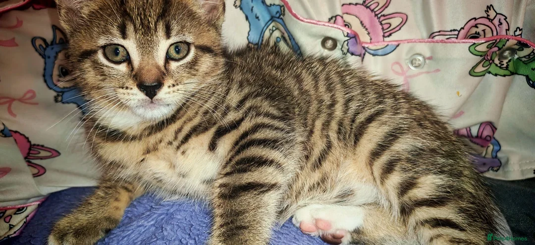 Bengal cats for sale: Lovely kitten looking for forever home - Advert 1