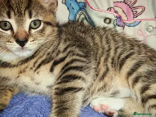 Bengal cats Lovely kitten looking for forever home - Advert 12