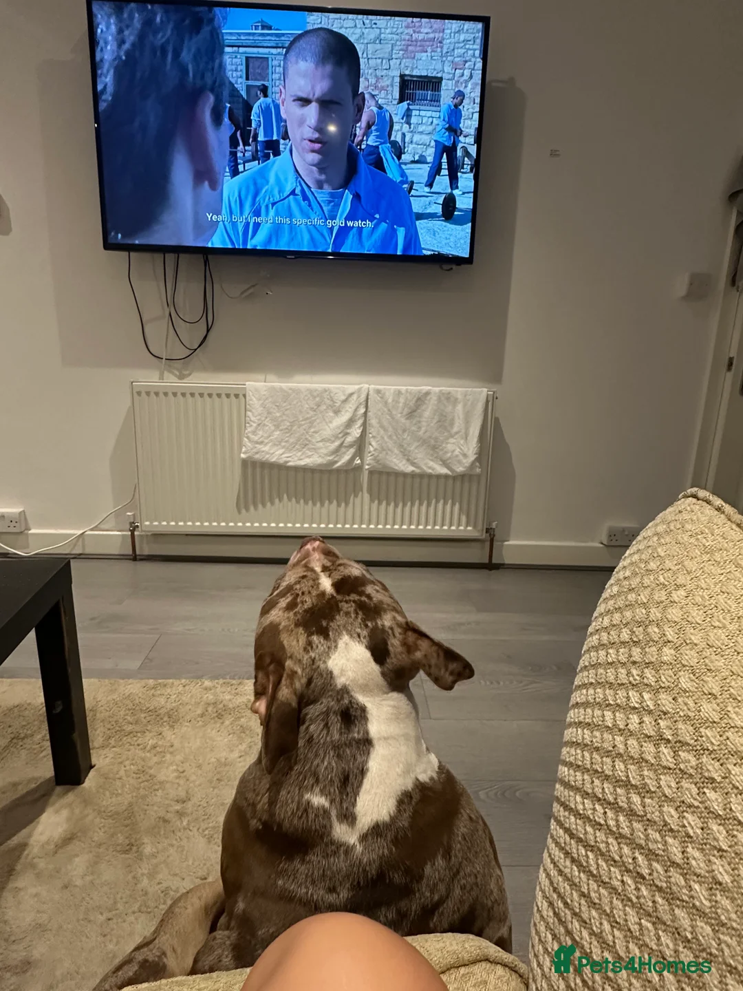 Mixed Breed dogs for sale: Male dog for sale  in Leeds - Advert 6