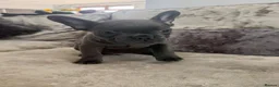 French Bulldog dogs for sale: Beautiful French Bulldog Puppies  - Advert 12