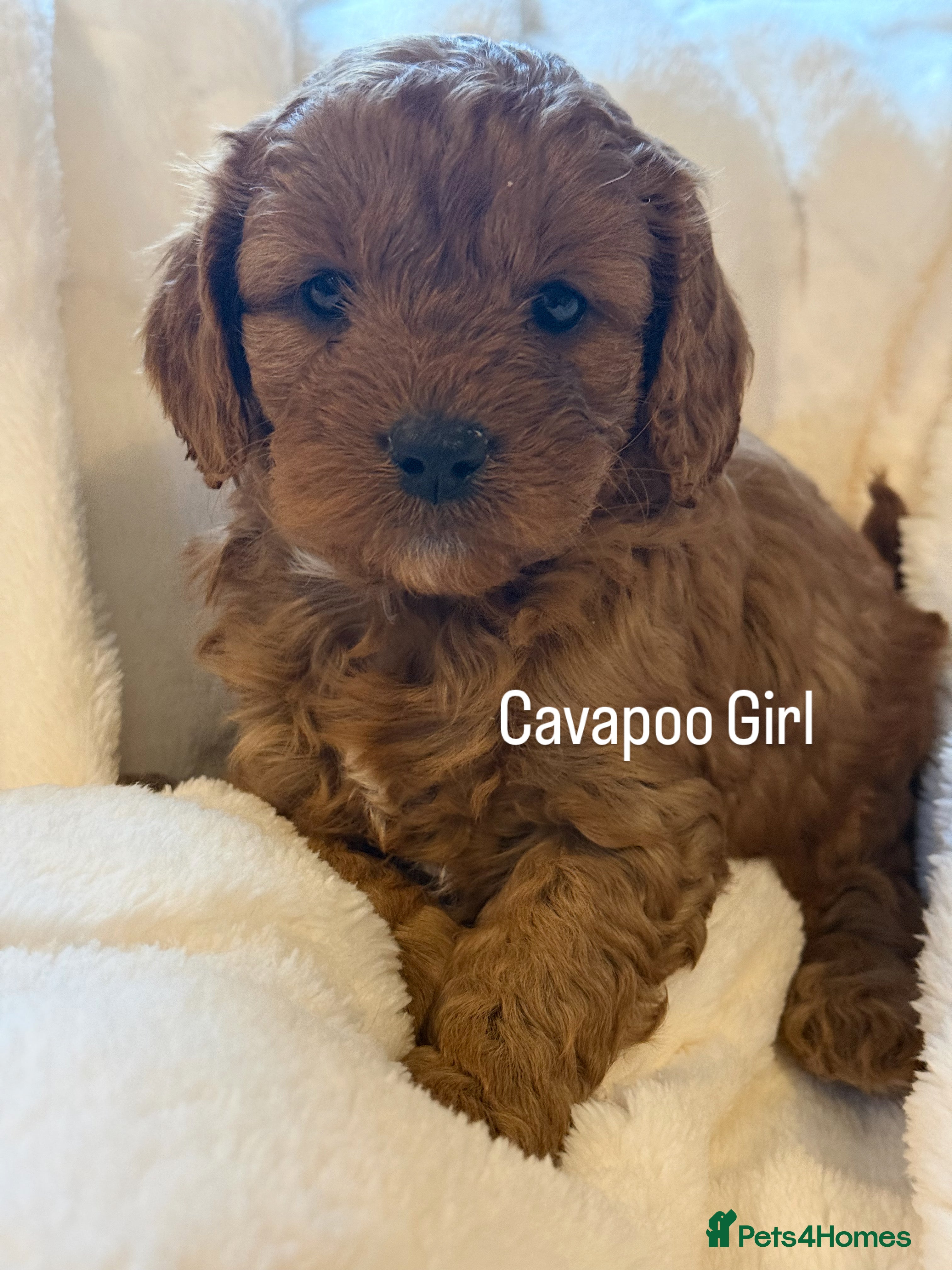 Cavapoo dogs Gorgeous F1 Cavapoo Girl - Advert 5