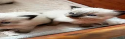 Ragdoll cats for sale: Ragdoll kittens - Advert 5