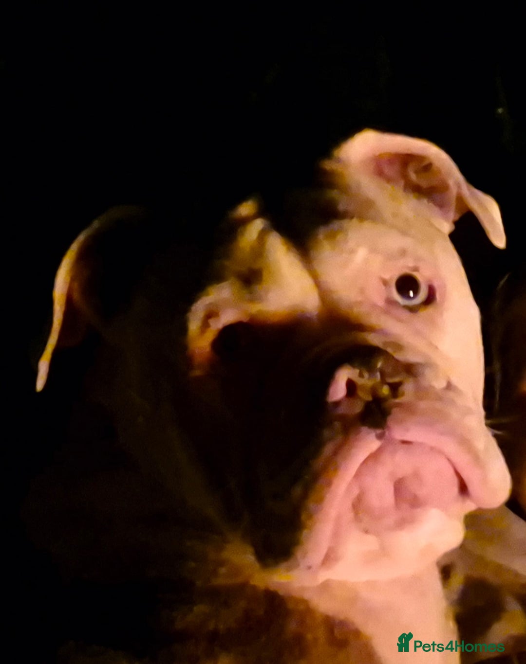 Mixed Breed dogs for sale: Cute Olde English Bulldog & Pug/Frenchie 4 sale - Image 2