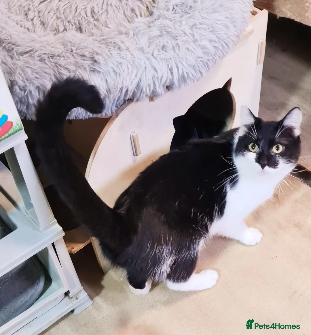 Mixed Breed cats for adoption: 🐾 VIVU 🐾 - a Lovely Cat for a Loving Home - Advert 2